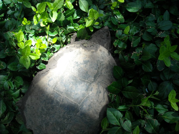 snapper in leaves